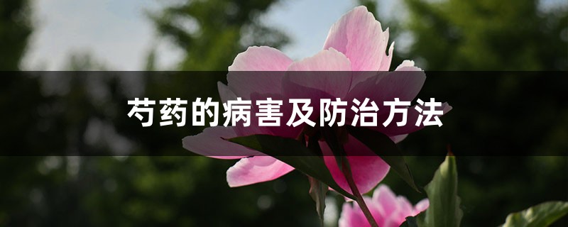 芍药的病害及防治方法 芍药的病害及防治方法