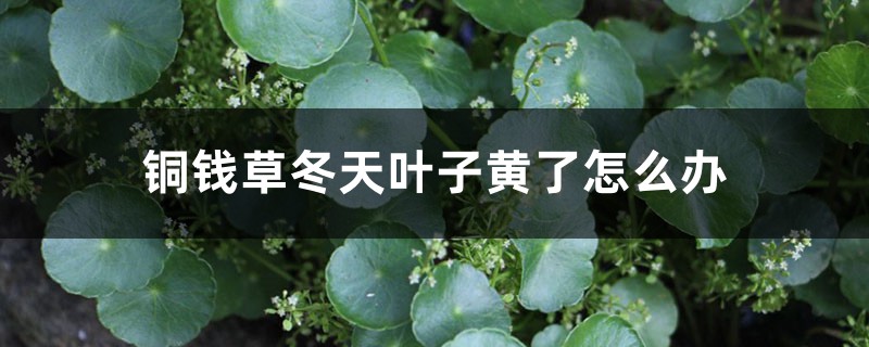 铜钱草冬天叶子黄了怎么办 铜钱草冬天叶子黄了怎么办