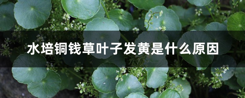 水培铜钱草叶子发黄是什么原因 水培铜钱草叶子发黄是什么原因