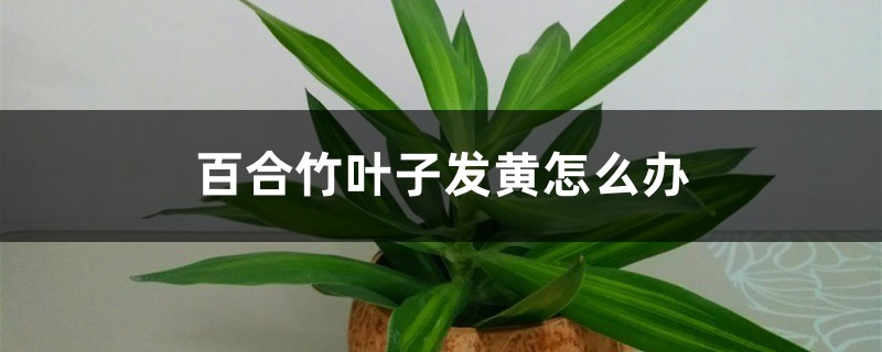 百合竹叶子发黄怎么办 百合竹叶子发黄怎么办