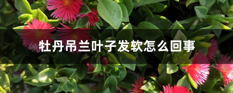 牡丹吊兰叶子发软怎么回事 牡丹吊兰叶子发软怎么回事