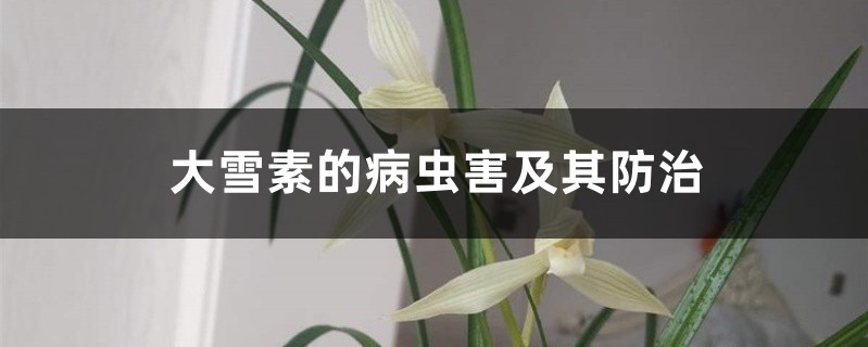 大雪素的病虫害及其防治 大雪素的病虫害及其防治