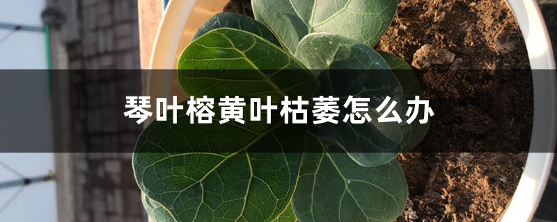 琴叶榕黄叶枯萎怎么办 琴叶榕黄叶枯萎怎么办