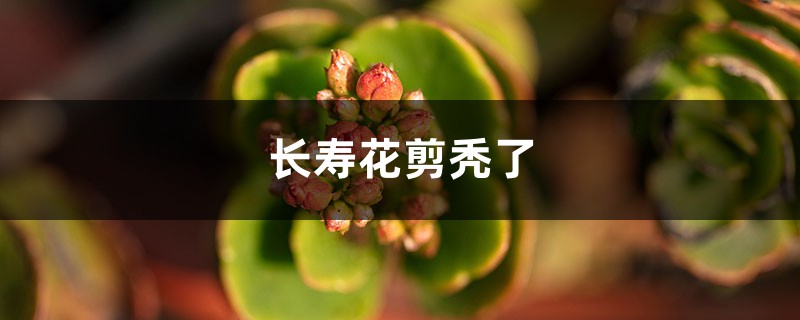长寿花剪秃了还发芽吗 长寿花剪秃了还发芽吗