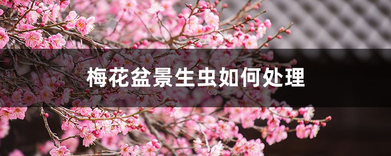 梅花盆景生虫如何处理，梅花树生虫了怎么办