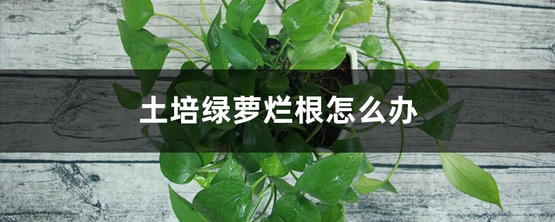 养的绿萝根烂了怎么办,烂根不翻盆可以吗 养的绿萝根烂了怎么办,烂根不翻盆可以吗