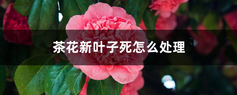 茶花新叶子死了怎么处理 茶花新叶子死了怎么处理