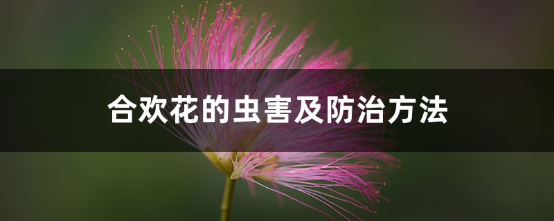 合欢花的虫害及防治方法 合欢花的虫害及防治方法