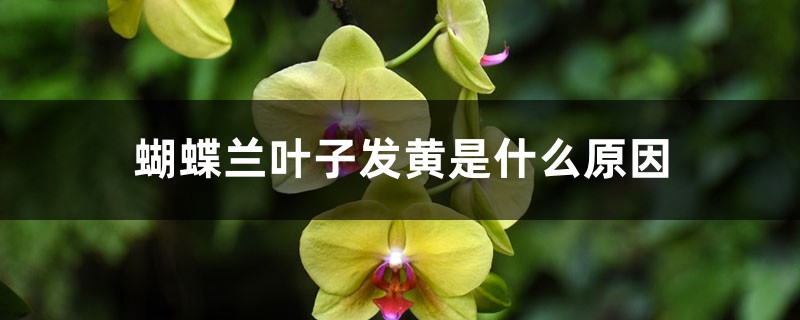 蝴蝶兰叶子发黄是什么原因 蝴蝶兰叶子发黄是什么原因