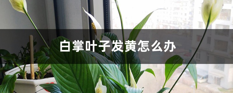 白掌叶子发黄怎么办 白掌叶子发黄怎么办