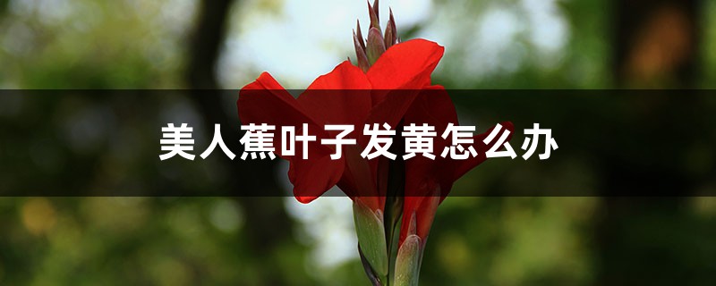 美人蕉叶子发黄怎么办 美人蕉叶子发黄怎么办