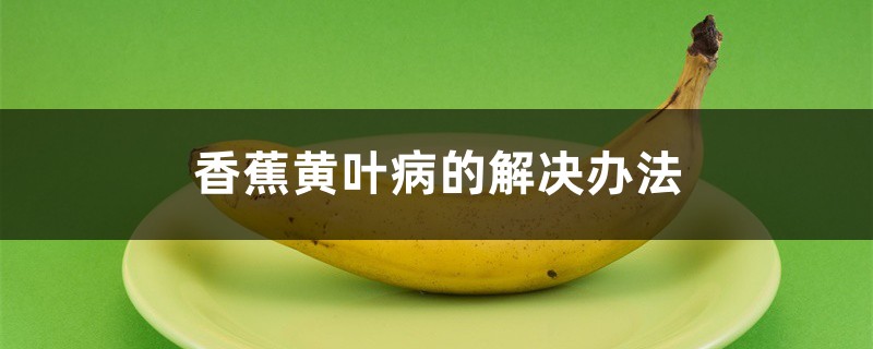 香蕉黄叶病的解决办法 香蕉黄叶病的解决办法