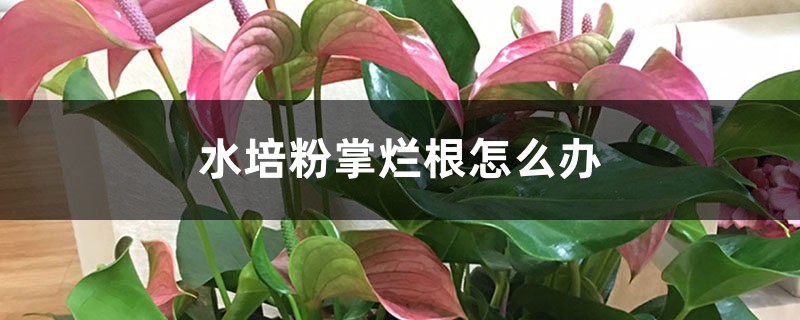 水培粉掌烂根怎么办 水培粉掌烂根怎么办