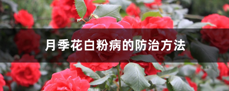 月季花白粉病的防治 月季花白粉病的防治