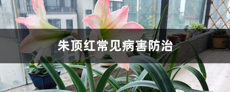 朱顶红常见病害防治 朱顶红常见病害防治