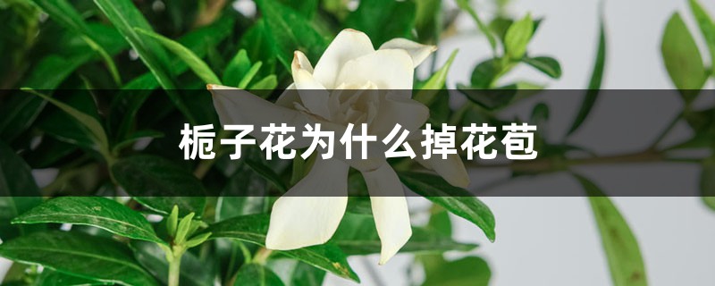 栀子花为什么掉花苞 栀子花为什么掉花苞