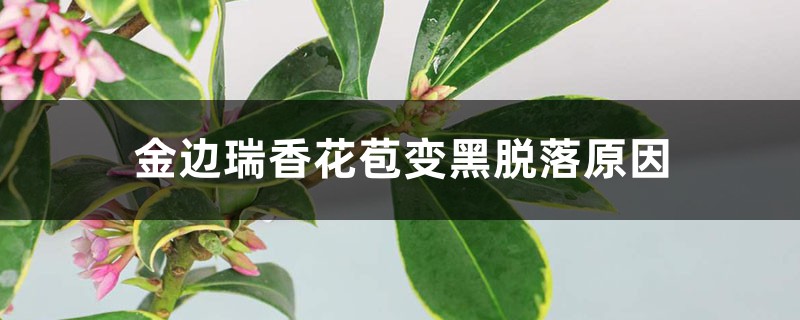金边瑞香花苞变黑脱落,还能救活吗 金边瑞香花苞变黑脱落,还能救活吗