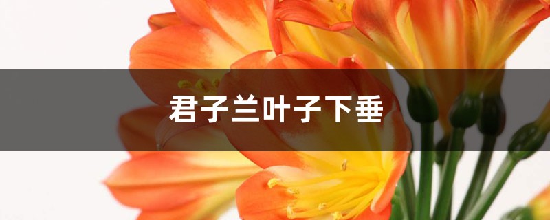 君子兰叶子下垂怎么处理 君子兰叶子下垂怎么处理