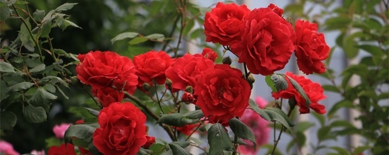 月季花的养殖方法和注意事项 月季花的养殖方法和注意事项