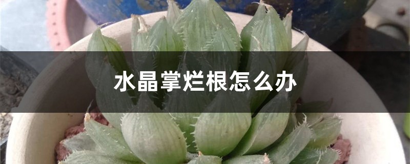 水晶掌烂根怎么办 水晶掌烂根怎么办