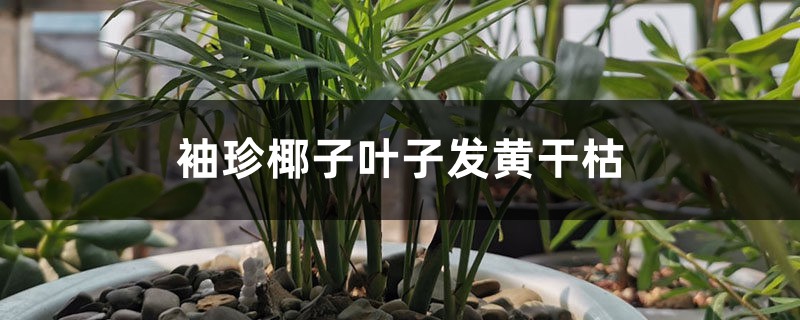 袖珍椰子叶子发黄干枯怎么办 袖珍椰子叶子发黄干枯怎么办
