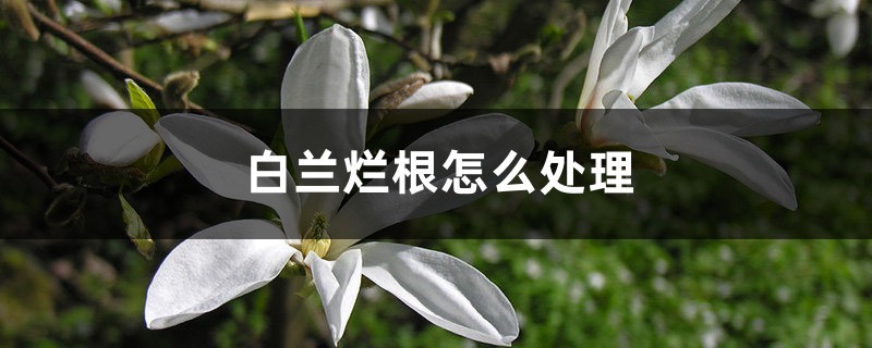 白兰烂根怎么处理 白兰烂根怎么处理