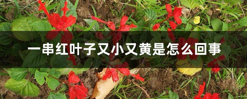 一串红叶子又小又黄是怎么回事 一串红叶子又小又黄是怎么回事