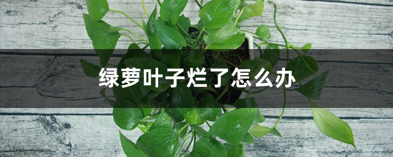 绿萝叶子烂了怎么办 绿萝叶子烂了怎么办