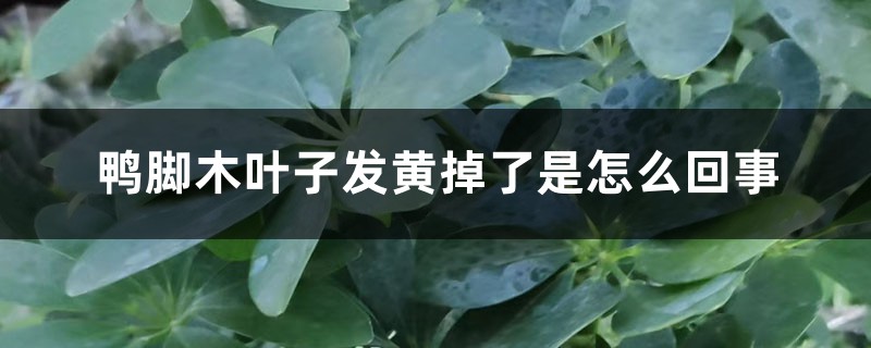 鸭脚木叶子发黄掉了是怎么回事 鸭脚木叶子发黄掉了是怎么回事
