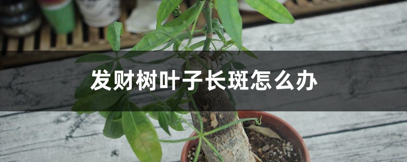 发财树叶子长斑怎么办 发财树叶子长斑怎么办