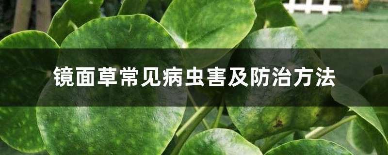 镜面草常见病虫害及防治方法 镜面草常见病虫害及防治方法