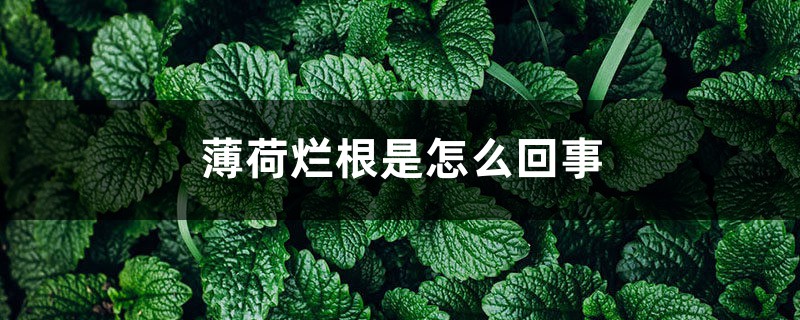 薄荷烂根是怎么回事 薄荷烂根是怎么回事