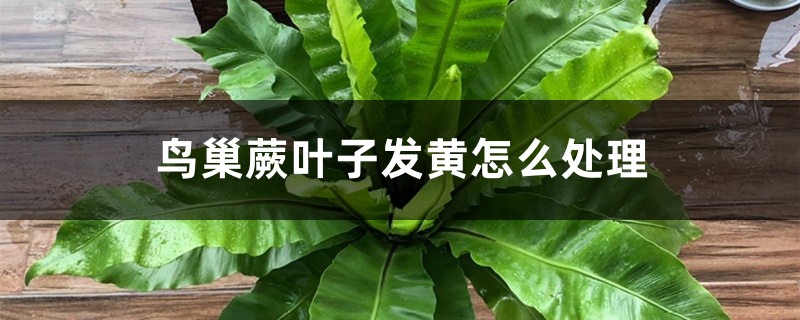 鸟巢蕨叶子发黄怎么处理 鸟巢蕨叶子发黄怎么处理