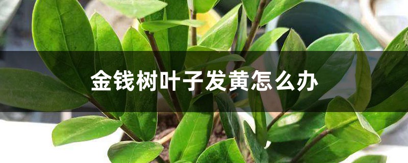 金钱树叶子发黄怎么办 金钱树叶子发黄怎么办