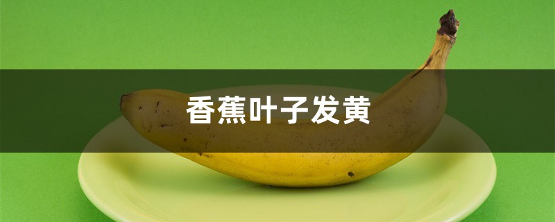 香蕉黄叶的原因和处理办法 香蕉黄叶的原因和处理办法