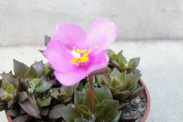 春梦殿锦什么时候开花 春梦殿锦什么时候开花