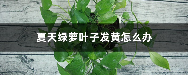 夏天绿萝叶子发黄怎么办 夏天绿萝叶子发黄怎么办