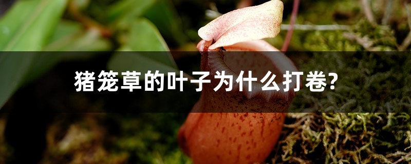 猪笼草的叶子为什么打卷? 猪笼草的叶子为什么打卷?