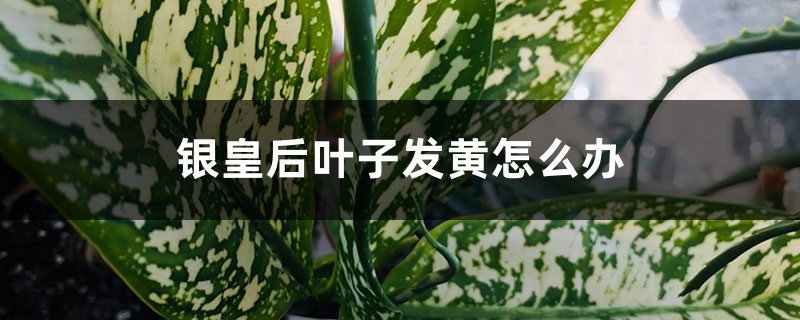银皇后叶子发黄怎么办 银皇后叶子发黄怎么办