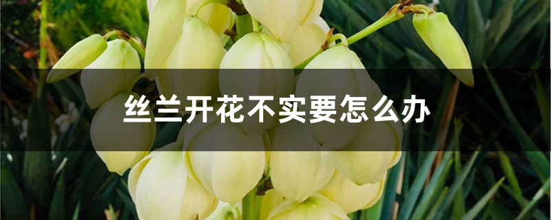 丝兰开花不实要怎么办 丝兰开花不实要怎么办