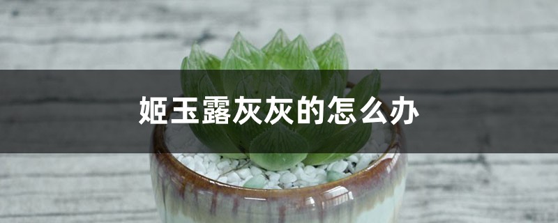 姬玉露灰灰的怎么办 姬玉露灰灰的怎么办