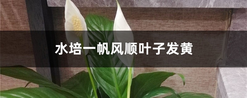 水培一帆风顺叶子发黄怎么办 水培一帆风顺叶子发黄怎么办