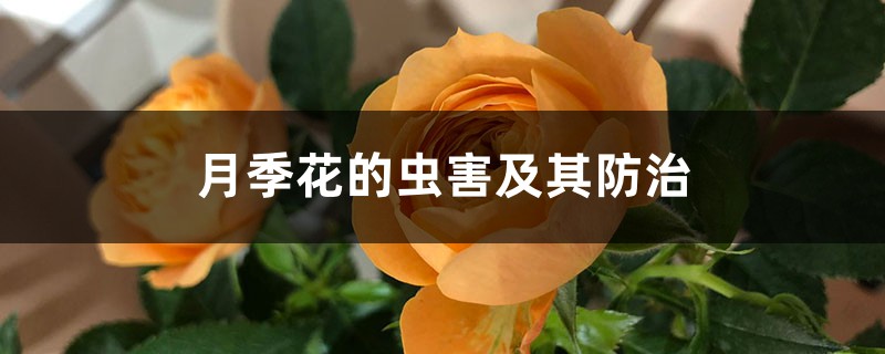 月季花的虫害及其防治 月季花的虫害及其防治