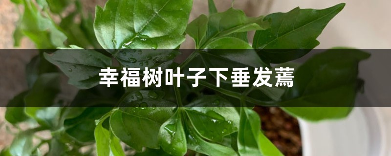 幸福树叶子下垂发蔫是怎么回事,叶子干枯怎么回事 幸福树叶子下垂发蔫是怎么回事,叶子干枯怎么回事
