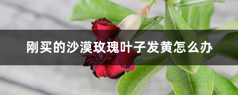 刚买的沙漠玫瑰叶子发黄怎么办 刚买的沙漠玫瑰叶子发黄怎么办