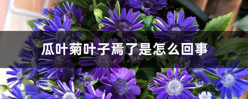 瓜叶菊叶子焉了是怎么回事 瓜叶菊叶子焉了是怎么回事