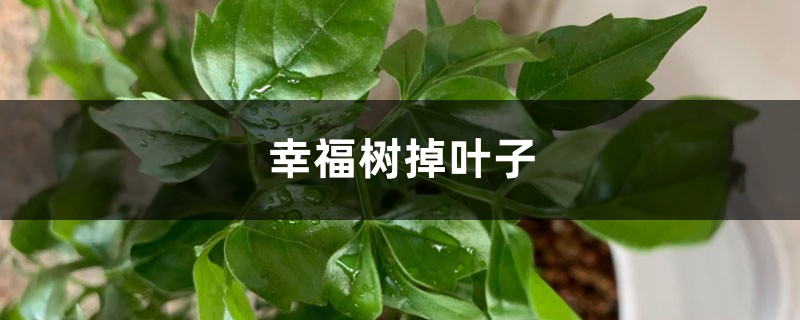 幸福树掉叶子是什么原因,怎么挽救 幸福树掉叶子是什么原因,怎么挽救