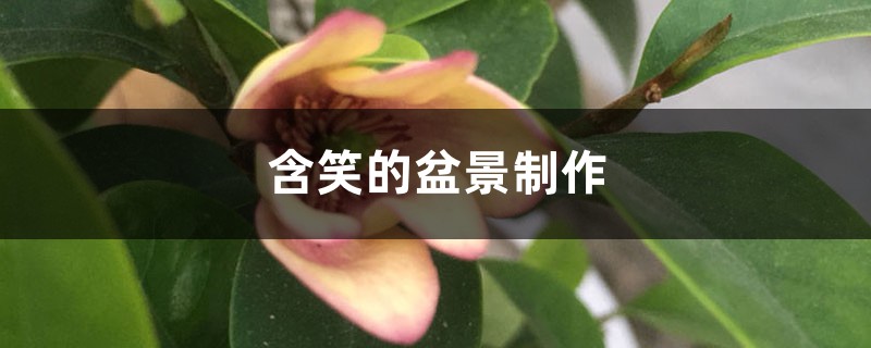 含笑的盆景制作 含笑的盆景制作