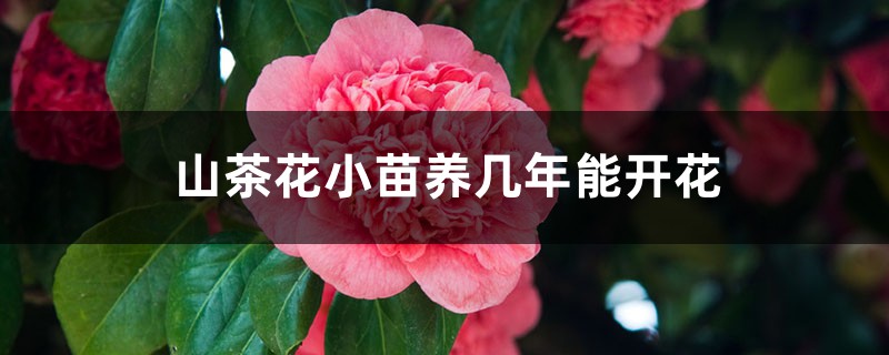 山茶花小苗养几年能开花，山茶花小苗怎么养