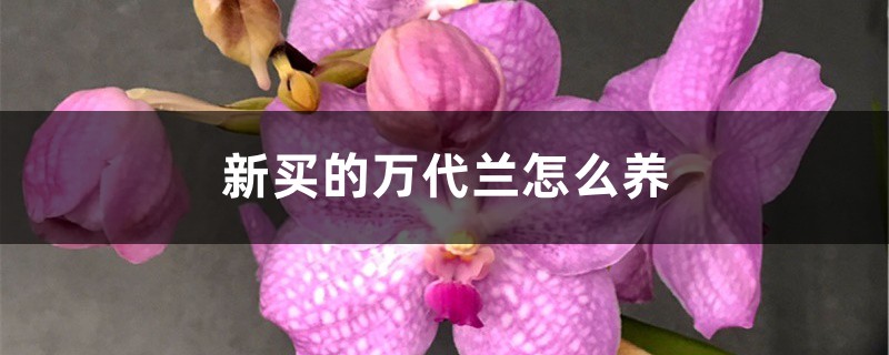 新买的万代兰怎么养 新买的万代兰怎么养